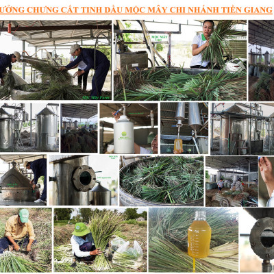 Tinh dầu Sả Java 10ml Mộc Mây - tinh dầu thiên nhiên nguyên chất 100% - chất lượng và mùi hương vượt trội