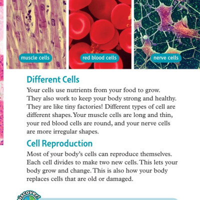 Oxford Read and Discover 6 Your Amazing Body