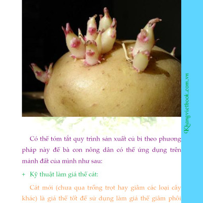 Bí Quyết Thành Công Kĩ Thuật Trồng Khoai Tây Hiệu Quả - KV