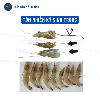 Ks gan đường ruột lò xo phân trắng đứt khúc gan vàng sưng mờ Sultrim xuất huyết sình bụng tôm thẻ cá lươn ếch ốc baba