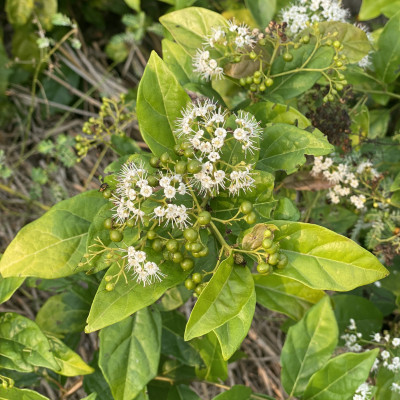 Combo 2 Gói trà mát gan - Xạ đen + Cà gai leo sao vàng hạ thổ - hàng chuẩn của HopHoaCoop