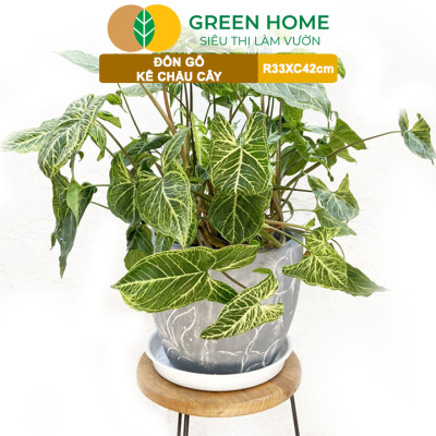 Đĩa Nhựa Lót Chậu Cây Greenhome, Nhiều Kích Cỡ, Hứng Nước Giúp Sạch Bàn, Sàn, Nhựa Nguyên Sinh, Bền, Đẹp, Chóng Rơi Vỡ