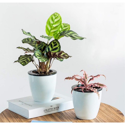 Chậu tự tưới thông minh MONROVIA, cho hoa, cây cảnh, decor nhà cửa, văn phòng, bàn làm việc