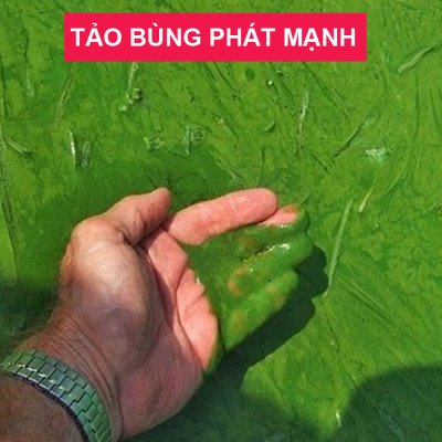 TN2B Seaweed - Thuốc Diệt Ký Sinh Trùng Ở Cá & Diệt Khuẩn, Rêu Tảo Trong Nước 500ml Loại Tốt 