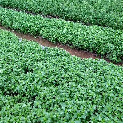 Tinh dầu Bạc hà chai 01Lít Mộc Mây - tinh dầu nguyên chất từ thiên nhiên - Có kiểm định - Chất lượng và mùi hương vượt trội