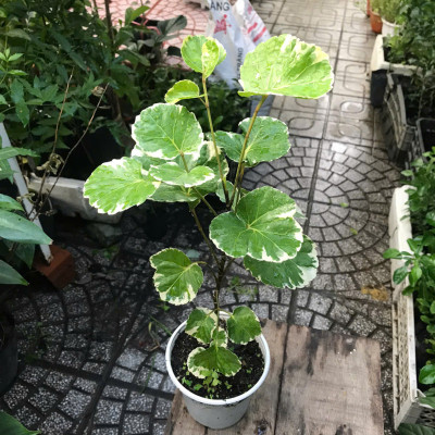 Cây Đinh Lăng Cẩm Thạch Lá Tròn Polyscias Balfouriana Cao Khoảng 30cm– Cây Cảnh Nội Thất Trang Trí Nhà Cửa